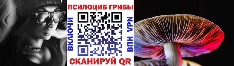где купить наркотик Кинель Галлюциногенные грибы Psilocybine cubensis